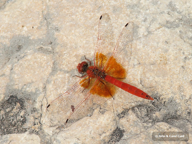 J15B0411 Trithemis kirbyi male.JPG